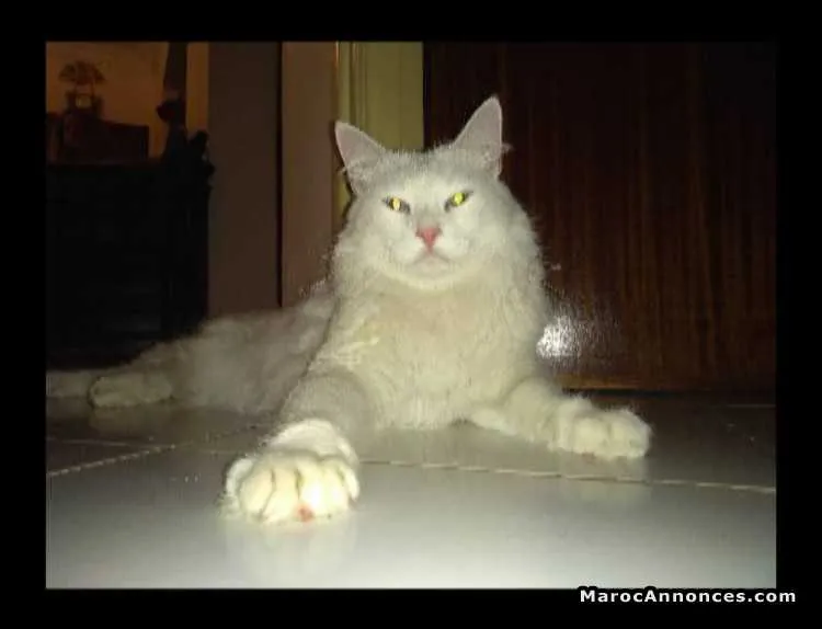 Angora turc pure - الدار البيضاء