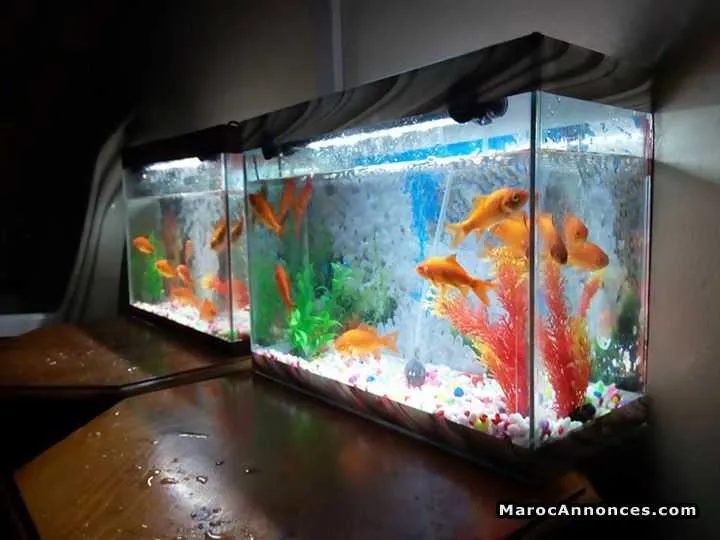 Aquariums - الدار البيضاء (2)