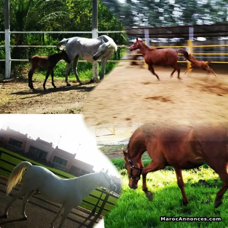 Chevaux pur sang arabe - الدار البيضاء (2)
