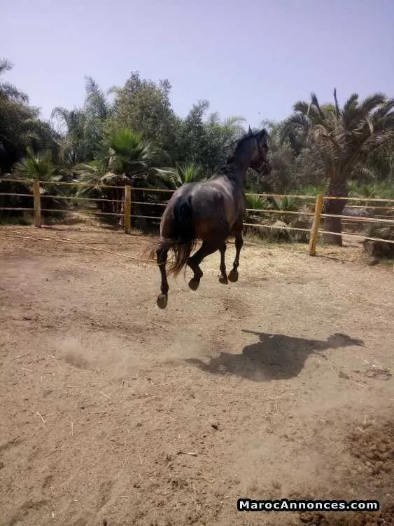Chevaux pur sang arabe - الدار البيضاء