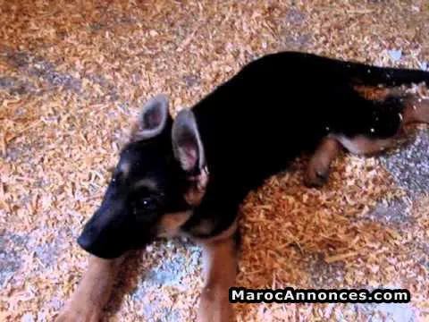 Chiots berger allemand - الدار البيضاء