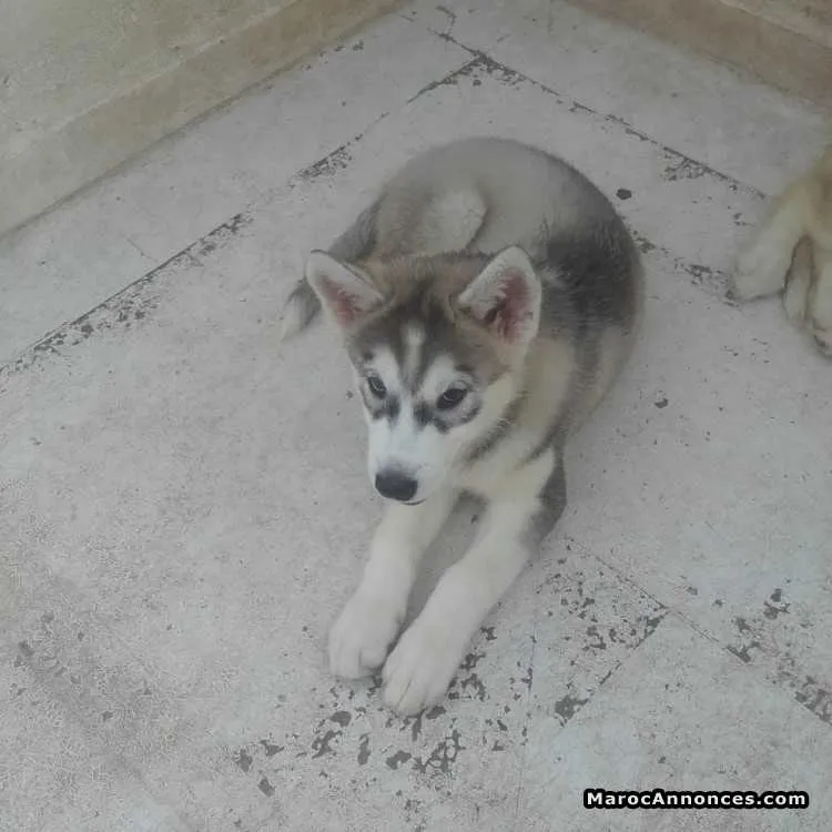 Chiots husky poils longs à vendre - الدار البيضاء (2)