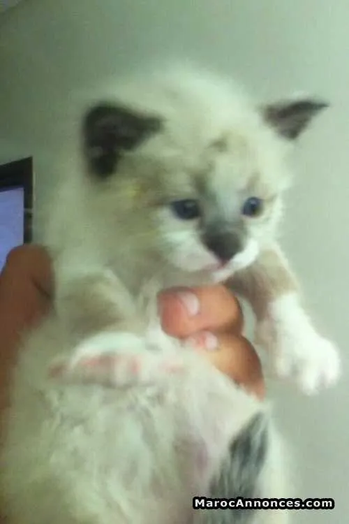 Chaton sacrée de birmanie - الدار البيضاء