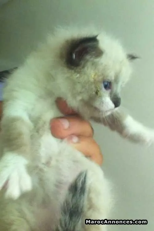 Chaton sacrée de birmanie - الدار البيضاء (2)