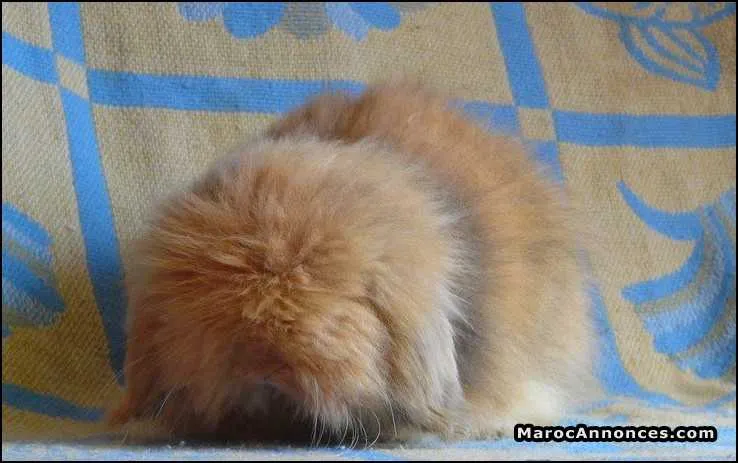 Vends lapin nain pure race minilop et teddy - الدار البيضاء