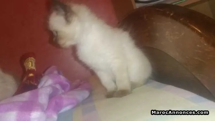 Chaton à vendre - الدار البيضاء (3)