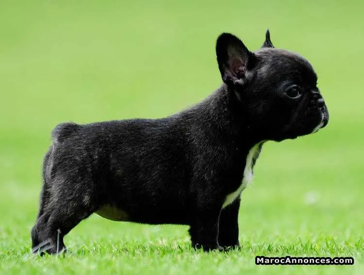 Adorables chiots mâles et femelles disponibles - الدار البيضاء