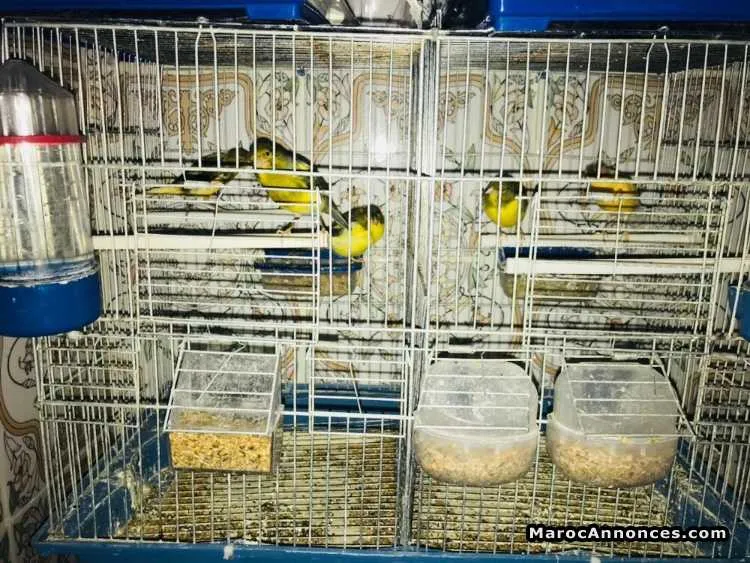 Canar à vendre - الدار البيضاء (2)