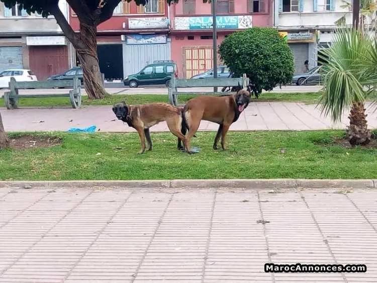 Chiots berger belg malinois - الدار البيضاء