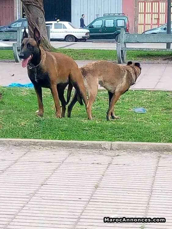Chiots berger belg malinois - الدار البيضاء (2)