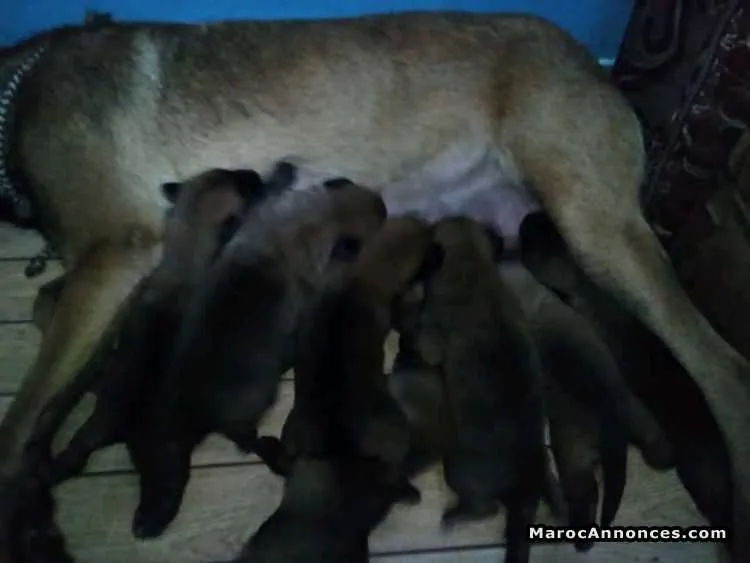 Chiots berger belg malinois - الدار البيضاء (3)