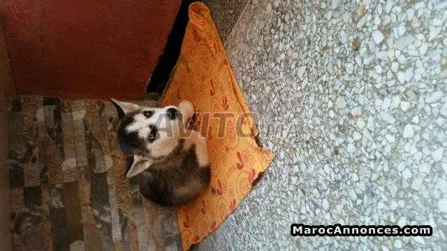 Husky - الدار البيضاء (3)