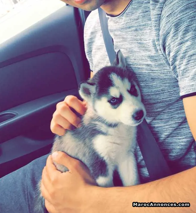 Husky - الدار البيضاء