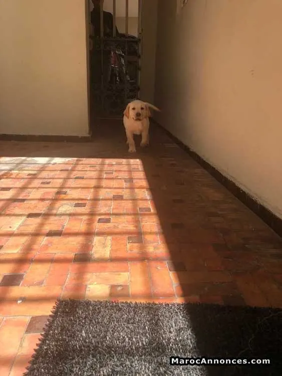 Chiot labrador male - الدار البيضاء (3)