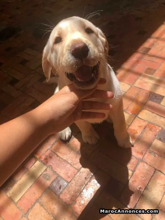 Chiot labrador male - الدار البيضاء (2)