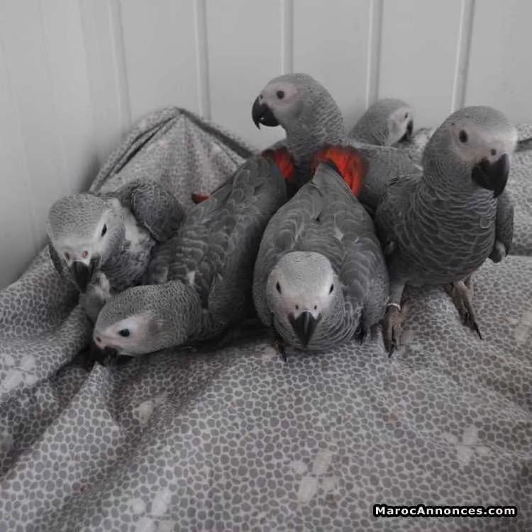 Perroquets gris africains disponibles - الدار البيضاء (2)