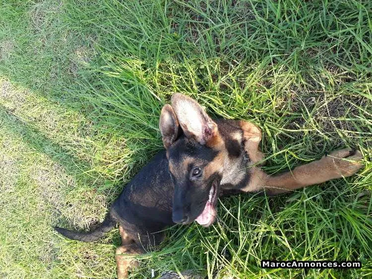 Chiots berger allemand - الدار البيضاء