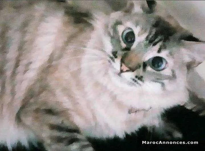 Chat siamois à vendre - الدار البيضاء (2)