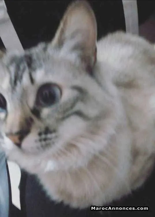 Chat siamois à vendre - الدار البيضاء