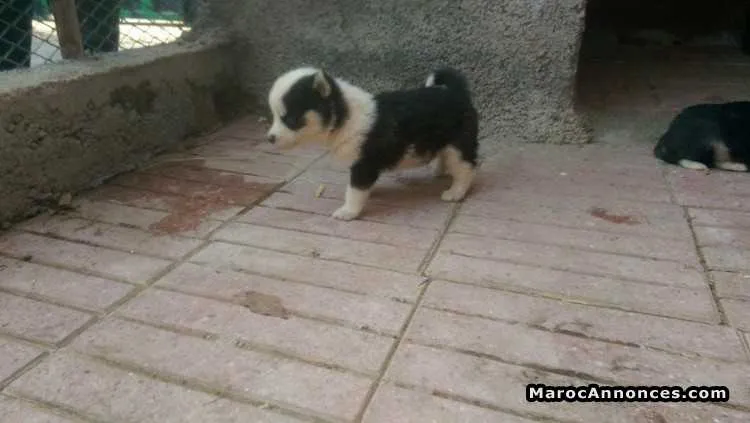 Chiots husky sibérien - الدار البيضاء