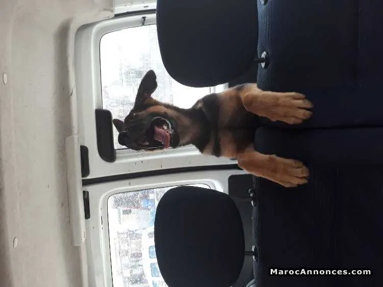 Chiots berger allemand - الدار البيضاء