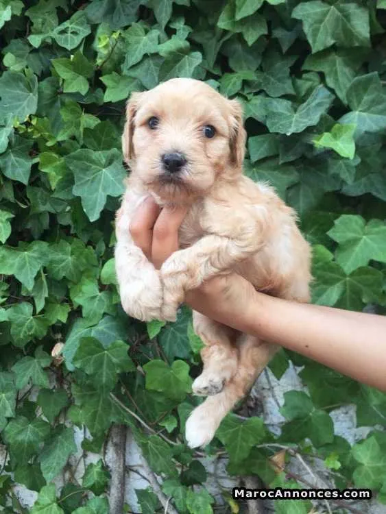 à vendre  chiots cockapoo pur race agé de 45 jour - الدار البيضاء (2)