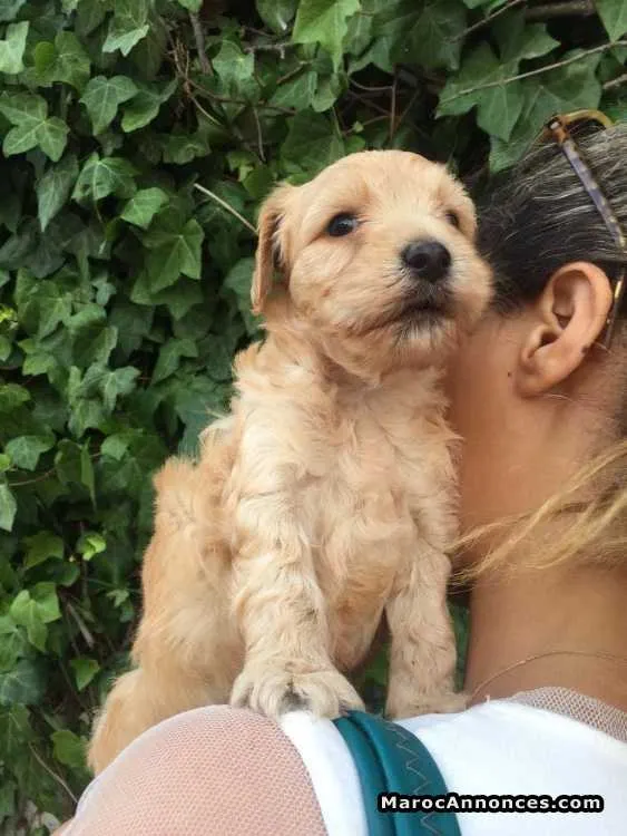 à vendre  chiots cockapoo pur race agé de 45 jour - الدار البيضاء (3)