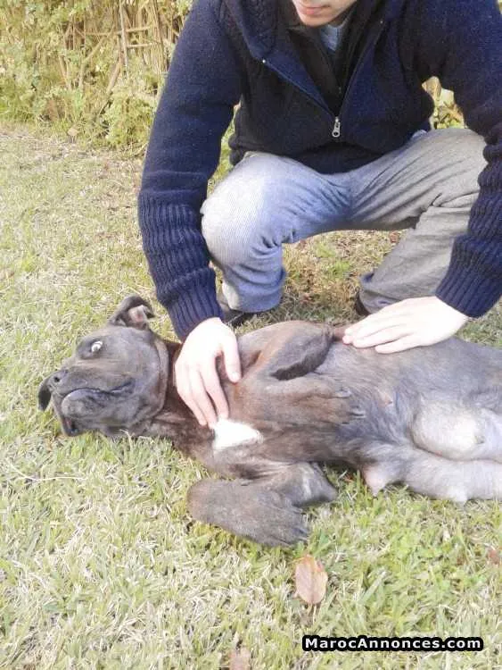 Chiots cane corso - الدار البيضاء (3)
