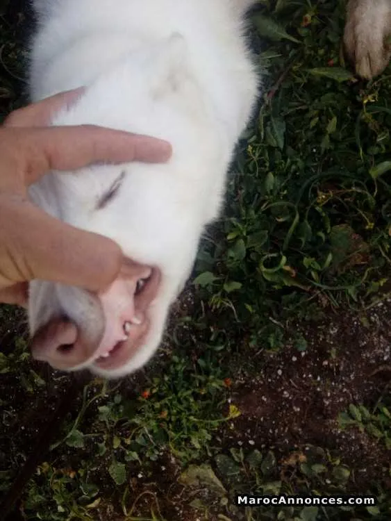 Chiots husky bland - الدار البيضاء (2)