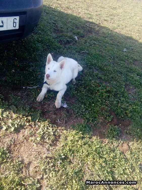 Chiots husky bland - الدار البيضاء