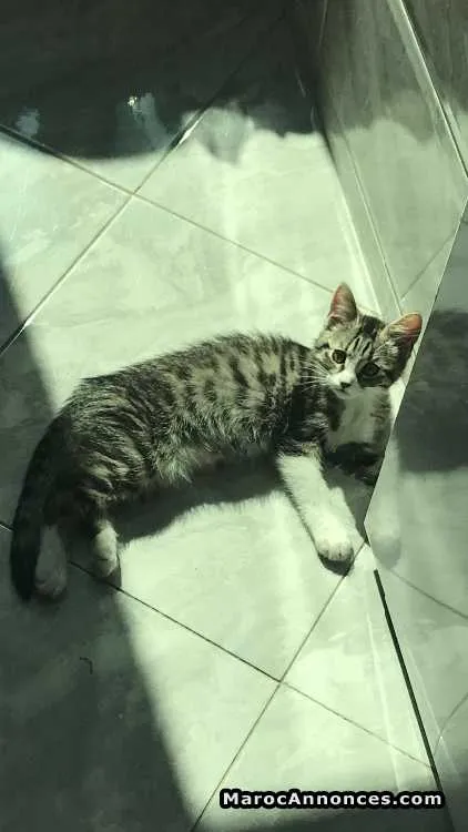 Chaton  de 3mois - الدار البيضاء