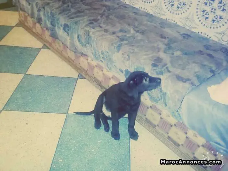 Labrador femelle a vendre - الدار البيضاء (3)