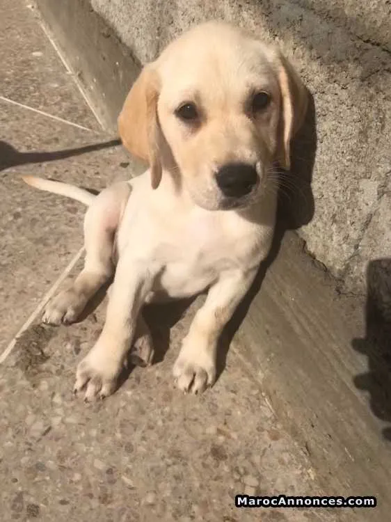 Labrador 75jr - الدار البيضاء