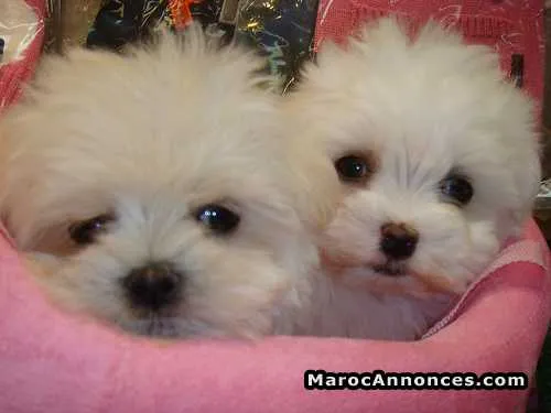 Chiots bichon maltais pure race age 2 mois - الدار البيضاء