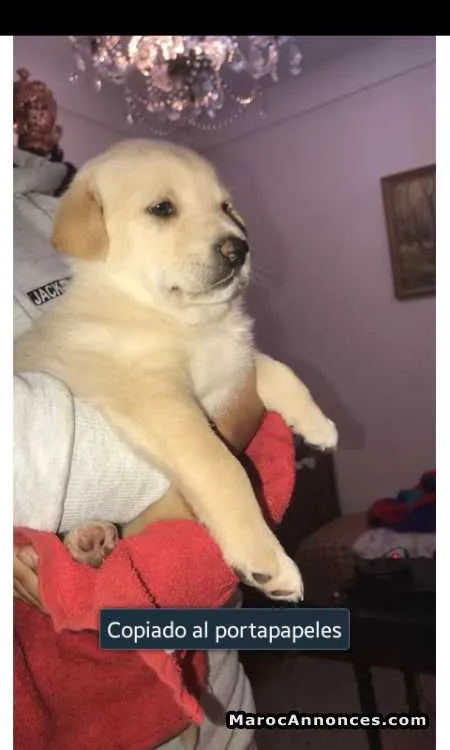 Chien labrador blanc - الدار البيضاء
