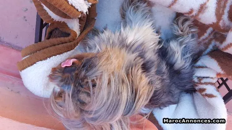 Caniche yorksher terrier emporté de la roumanie. - الدار البيضاء