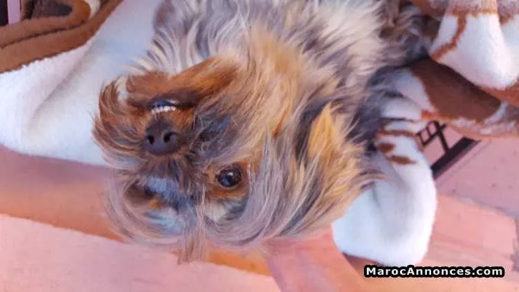Caniche yorksher terrier emporté de la roumanie. - الدار البيضاء (2)