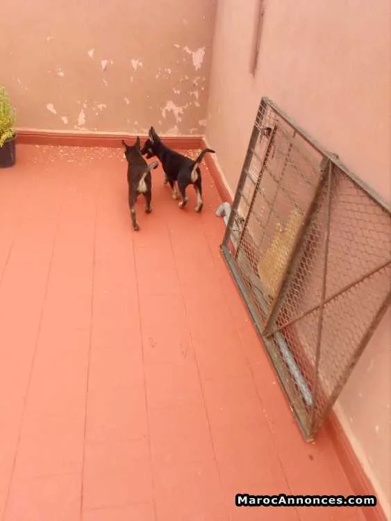 Chiots berger allemand à vendre - الدار البيضاء