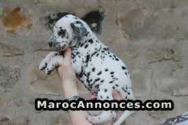 Chiot dalmatien - الدار البيضاء (2)