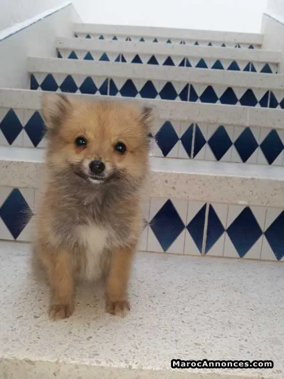 Chienne spitz - الدار البيضاء
