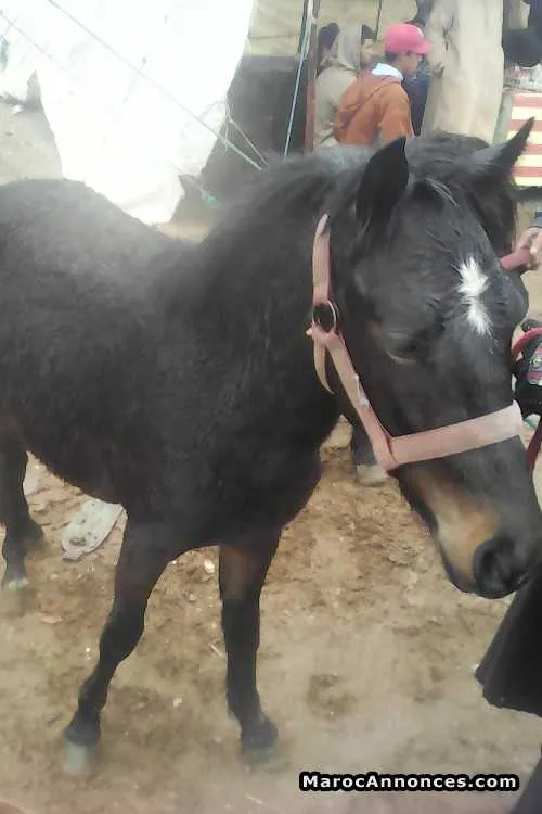 Poney à vendre - الدار البيضاء (2)