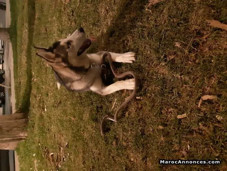 Chienne  husky - الدار البيضاء (3)