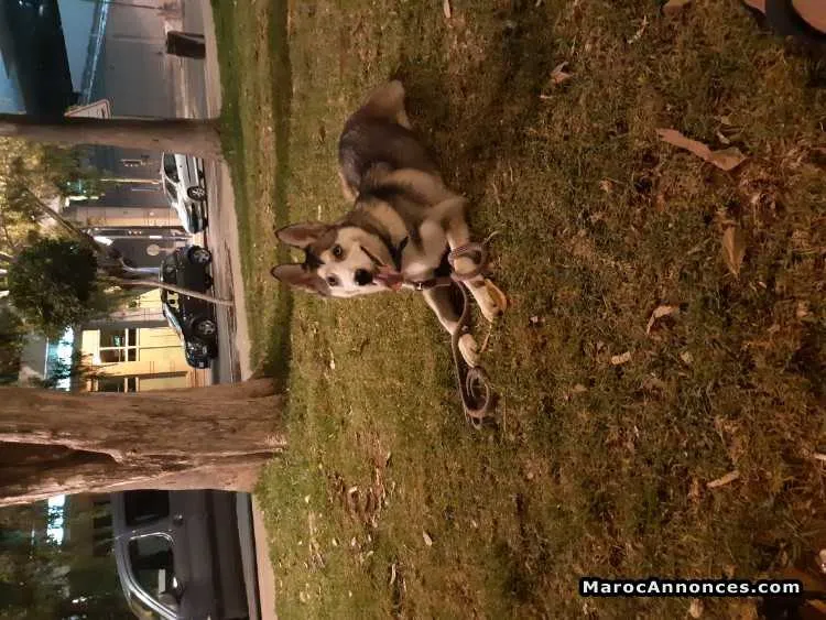 Chienne  husky - الدار البيضاء (2)