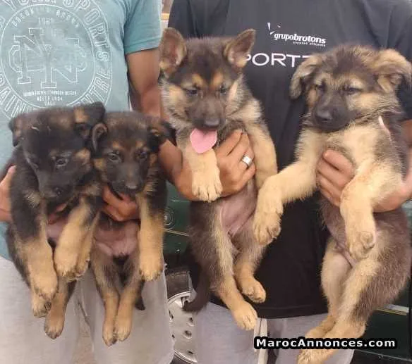Chiots berger allemand - الدار البيضاء