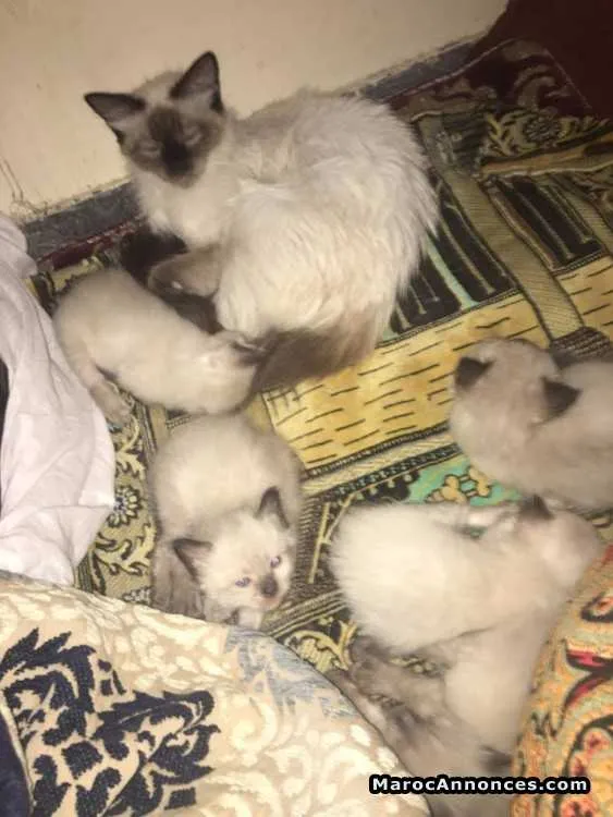 Chaton pure race - siamois - الدار البيضاء