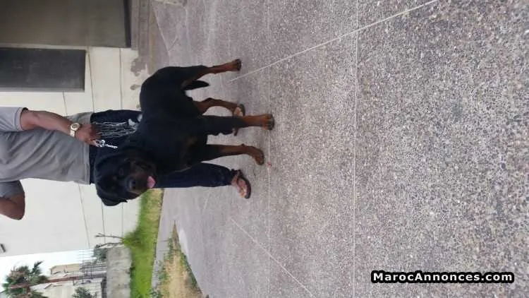 Petite femelle rottweiler - الدار البيضاء