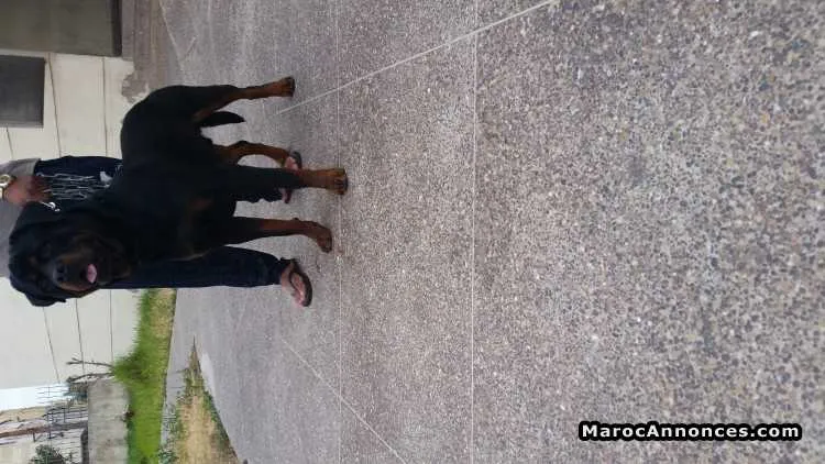 Petite femelle rottweiler - الدار البيضاء (2)