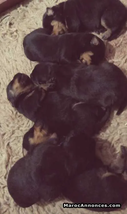 Chiots rottweiler père  pedigree - الدار البيضاء
