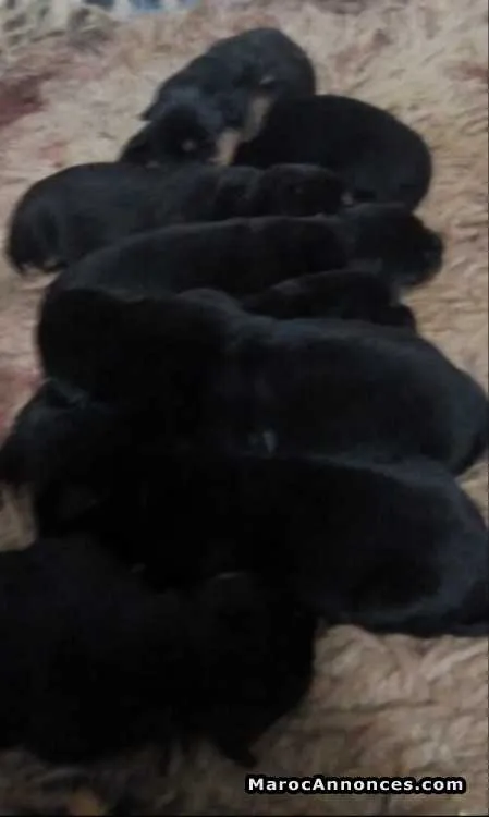 Chiots rottweiler père  pedigree - الدار البيضاء (2)