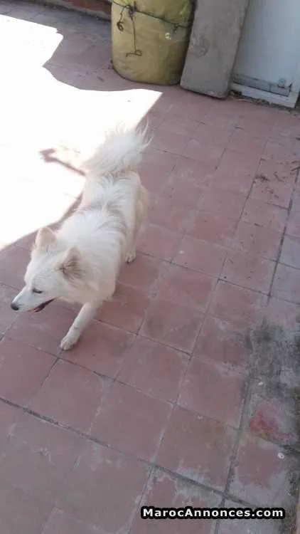 A vendre spitz - الدار البيضاء (2)